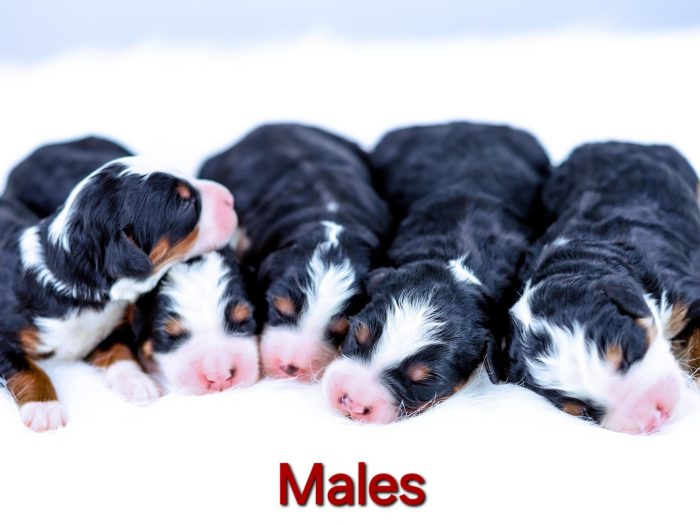 Maisy & Rev's Litter