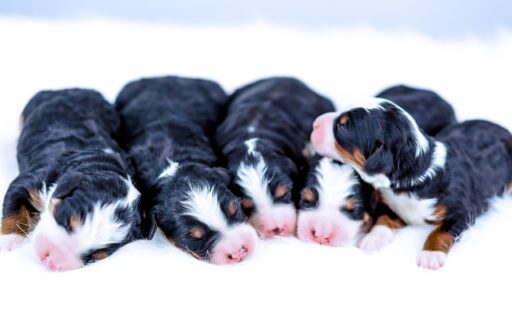 Tri-color F1B Bernedoodle puppies