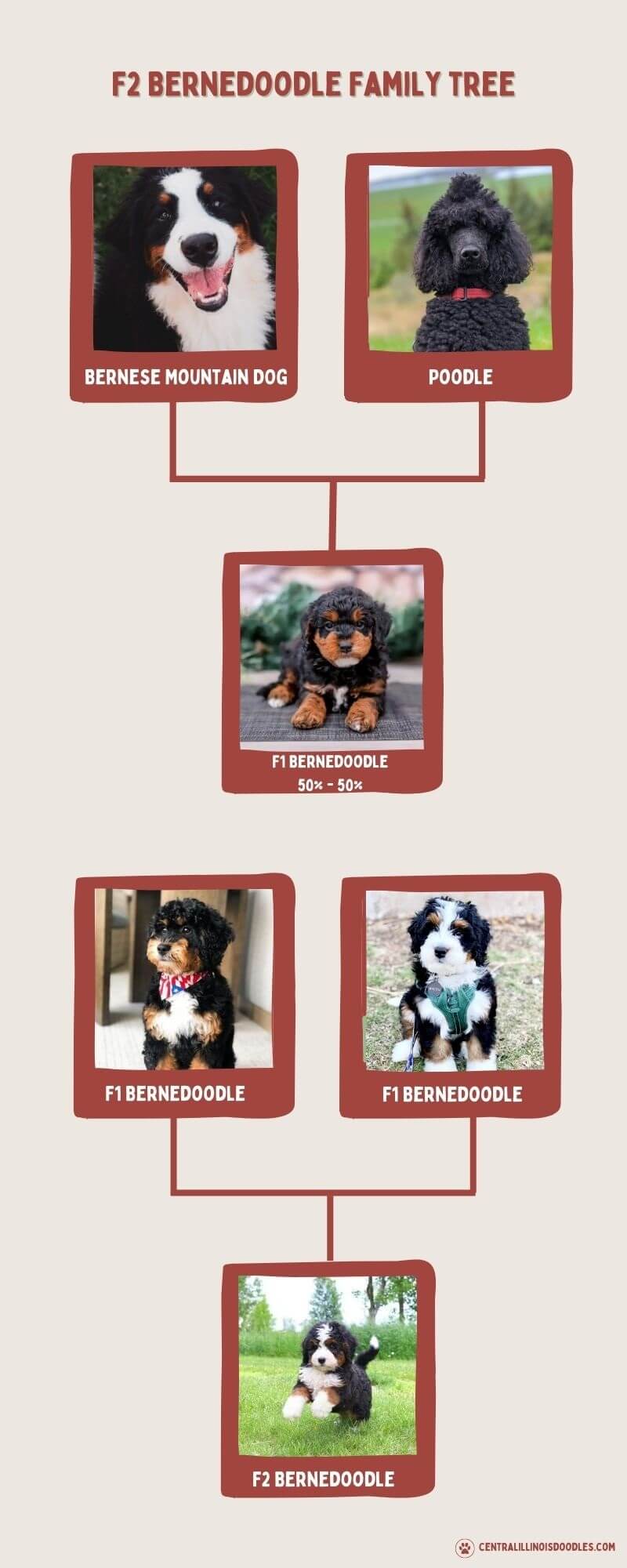 f2 bernedoodle family tree