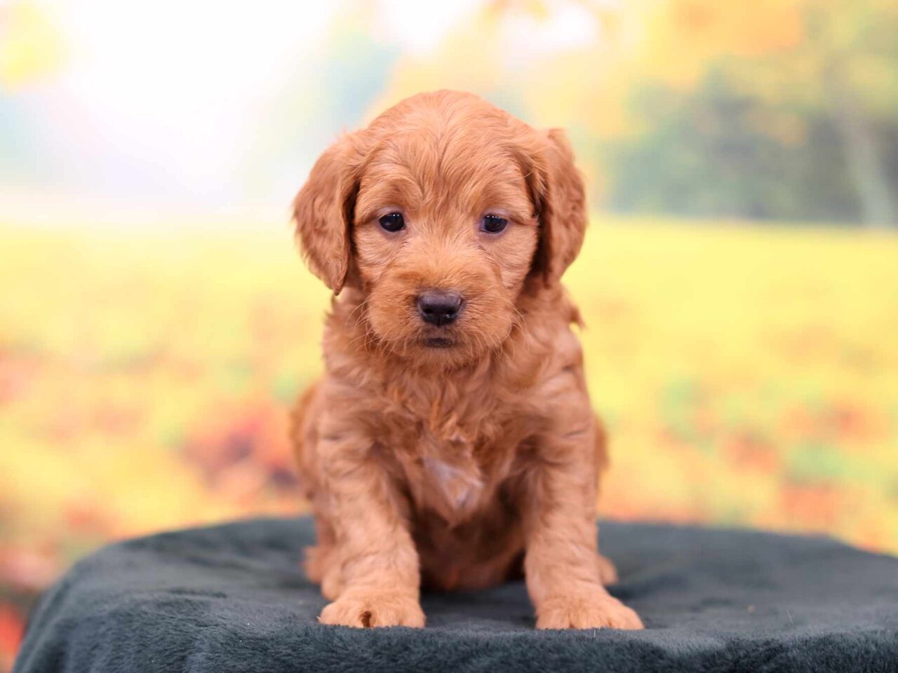 Mini Goldendoodle Puppy near Chicago Illinios