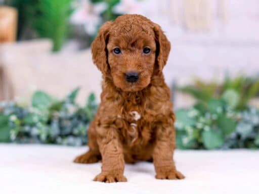 Goldendoodle puppy sitting on a white blanket