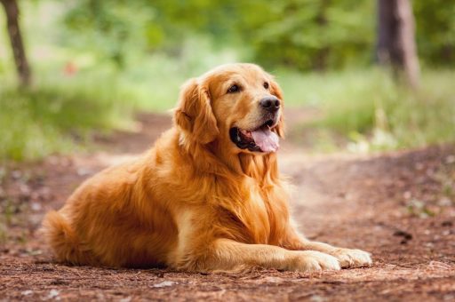 Golden retriever A Golden Retriever with a thick, golden coat lies on a forest trail, tongue out and facing forward, surrounded by soft natural light and greenery.