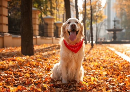 Golden retriever autumn park Bernedoodle Puppy sitting on grass