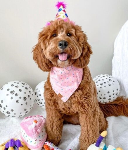 Mini Goldendoodle wearing a birthday hat