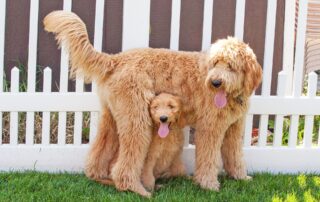 goldendoodle temperament -- what to know