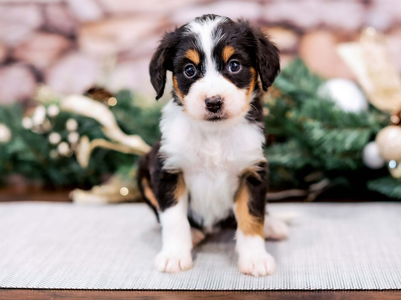 Tri-color Mini Bernedoodle Puppy For Sale