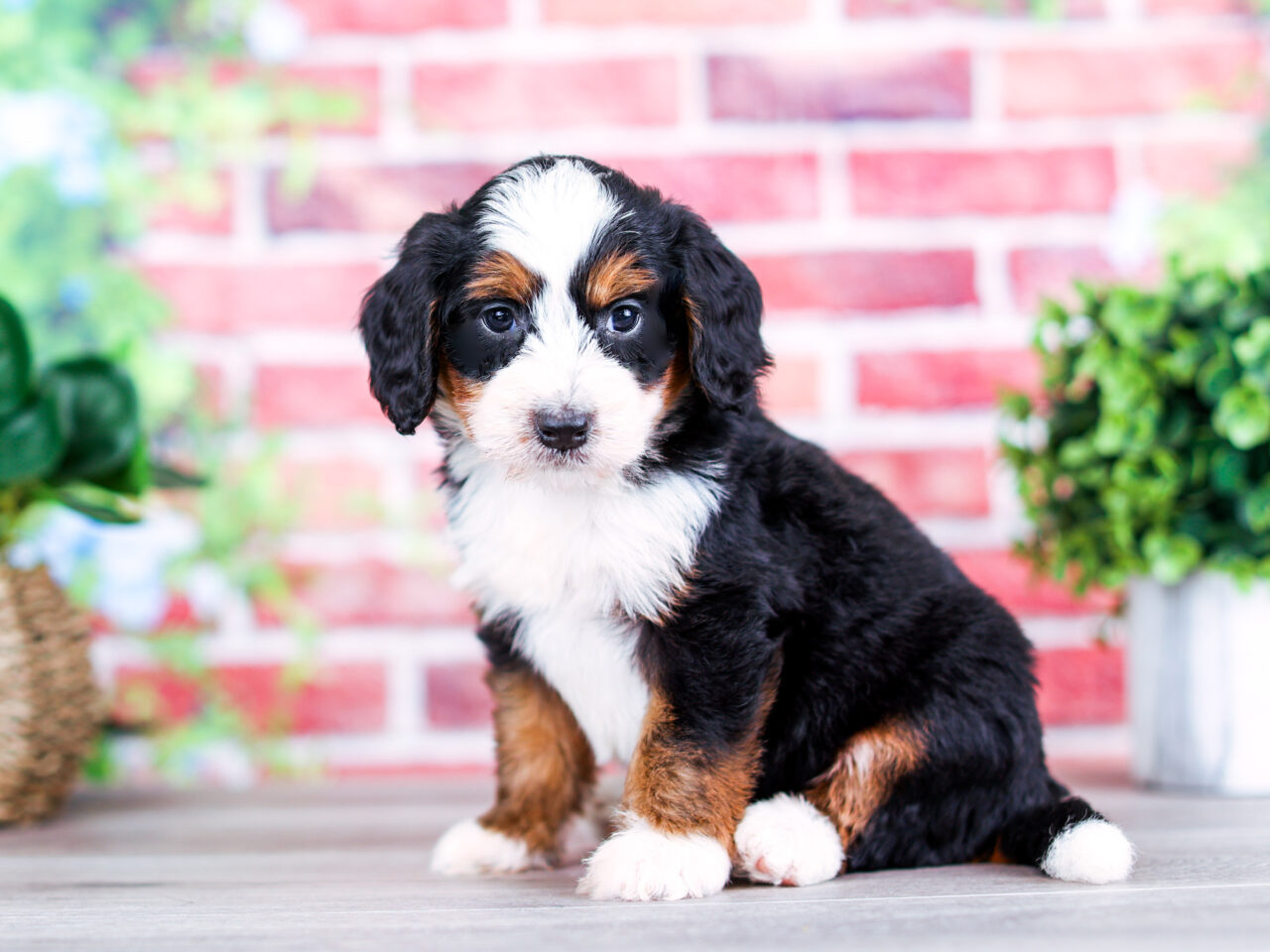 Mini Bernedoodle puppy