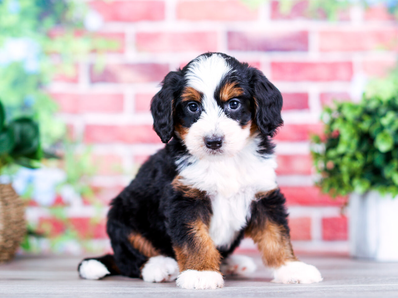 Mini Bernedoodle puppy