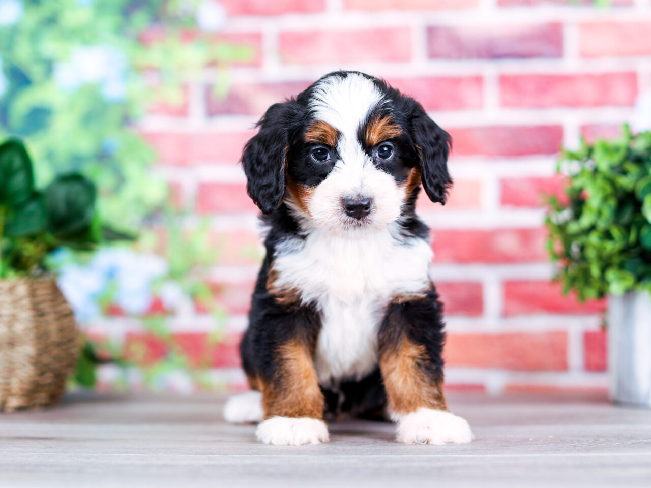 Mini Bernedoodle puppy