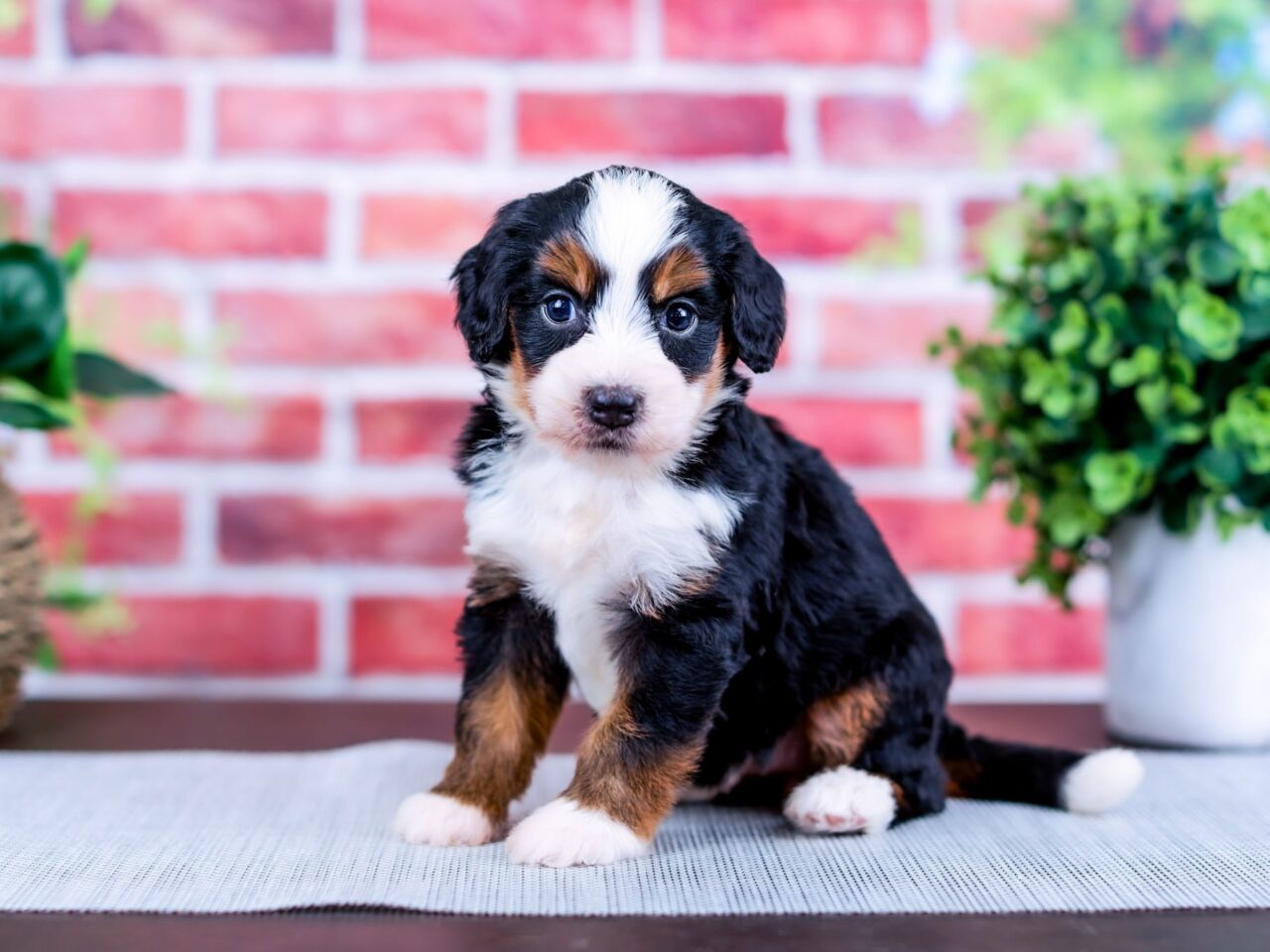 Mini Bernedoodle puppy