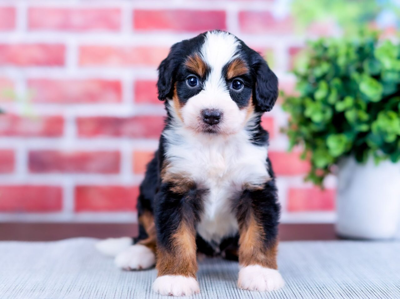 Mini Bernedoodle puppy