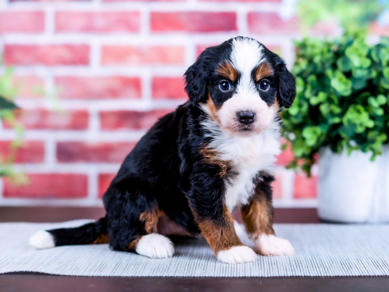 Mini Bernedoodle puppy