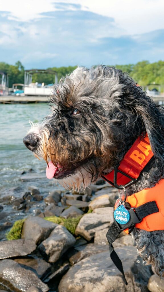 grey bernedoodle