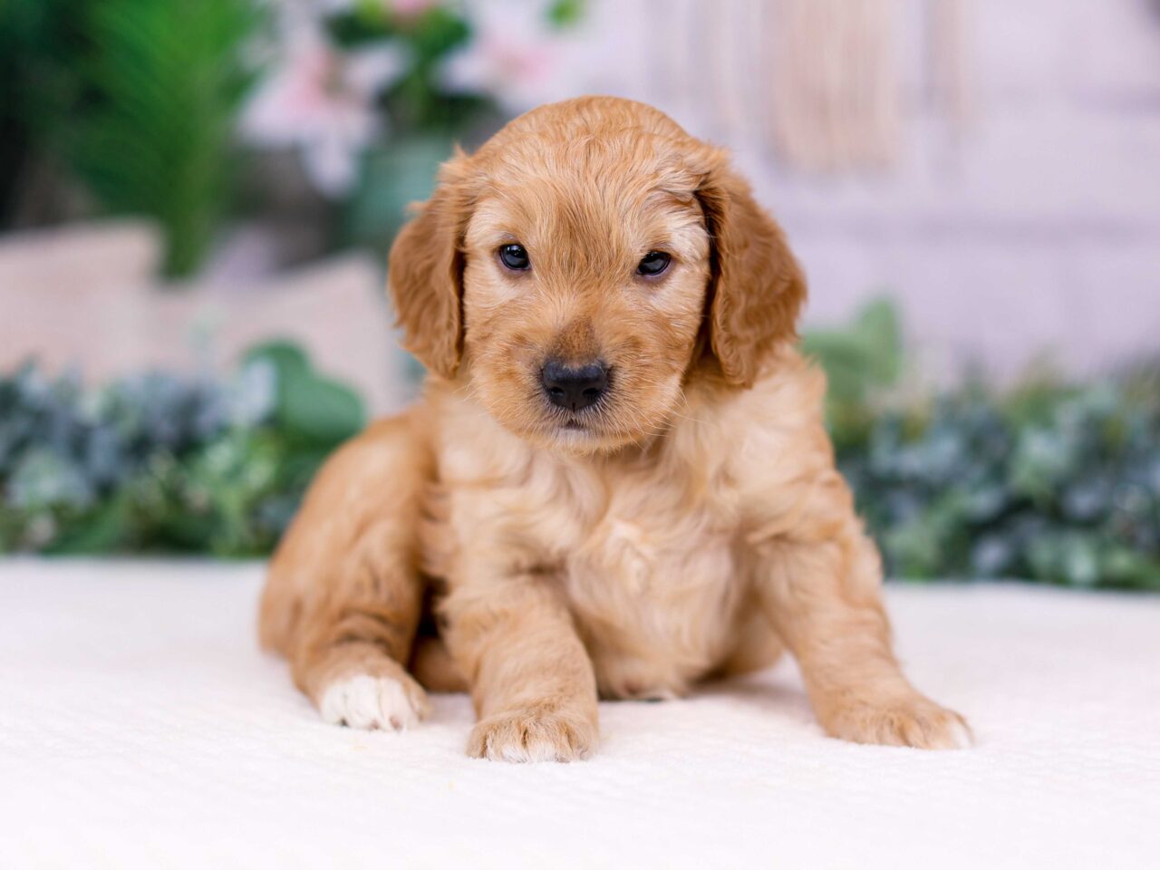 griffin mini goldendoodle 6 scaled