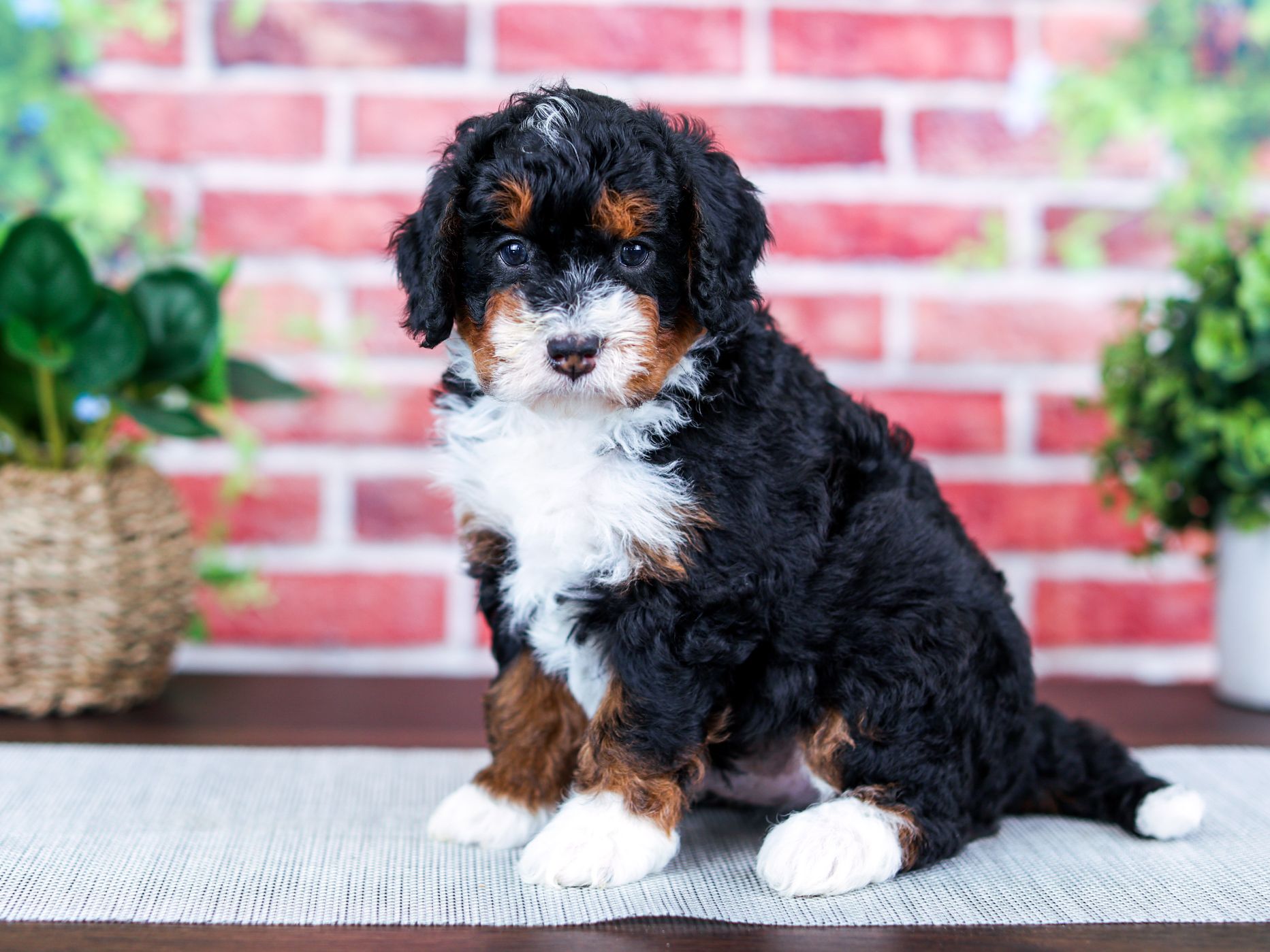 Do Bernedoodles Have a Double Coat? Central Illinois Doodles