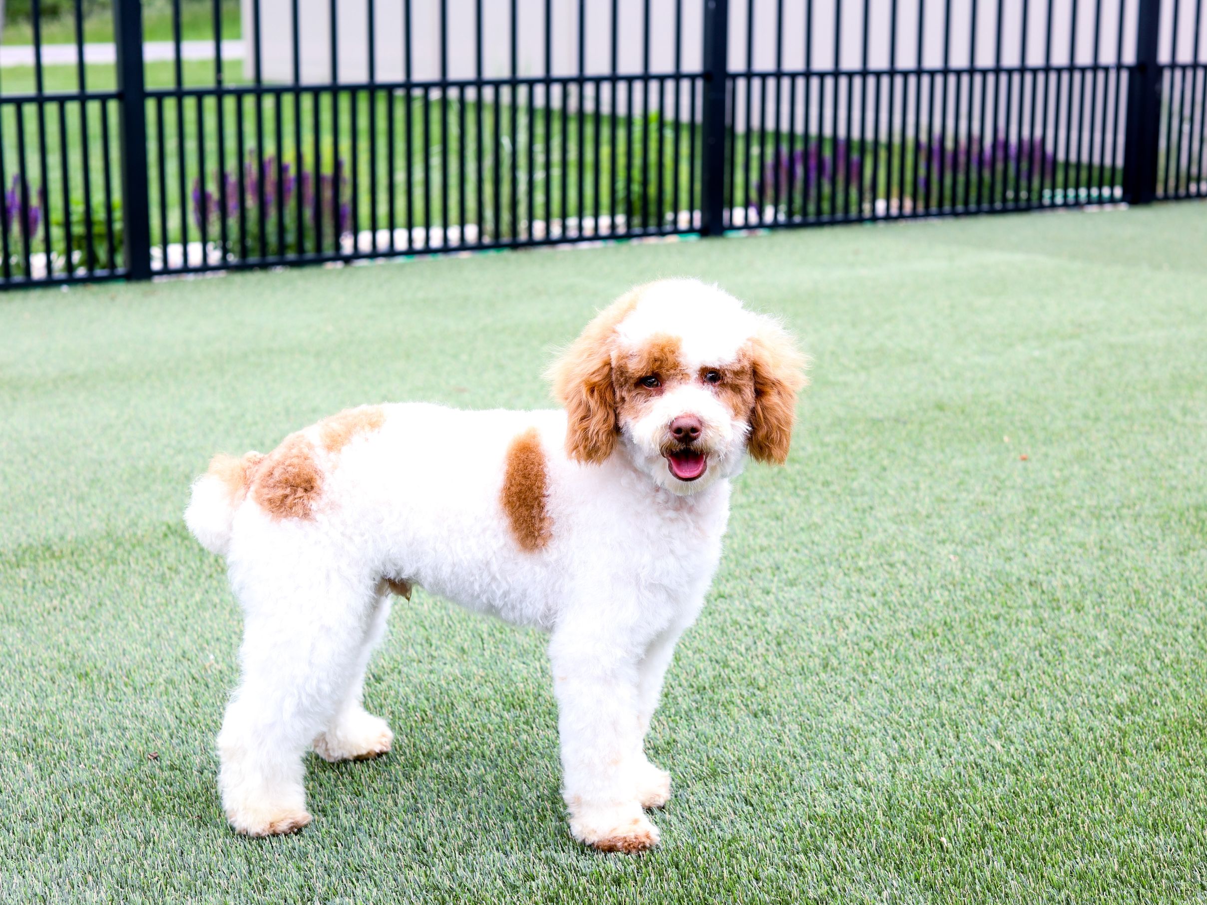gus poodle father 1