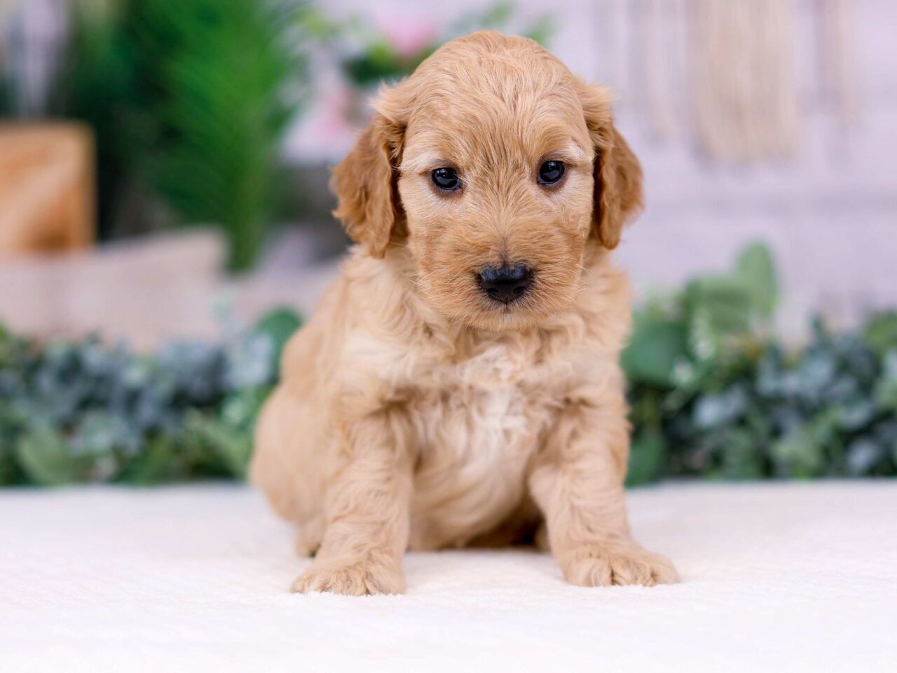 Mini Goldendoodle Puppy For Sale