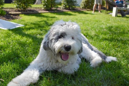 Tri-colored Bernedoodle crouched on grass, gently biting a bright red ball while looking forward with an alert, playful expression. 