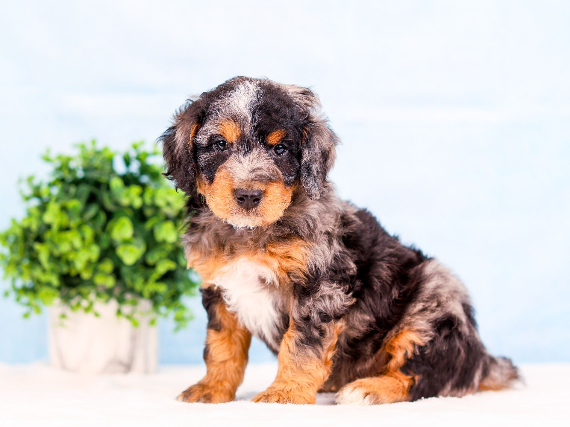 Henry the puppy