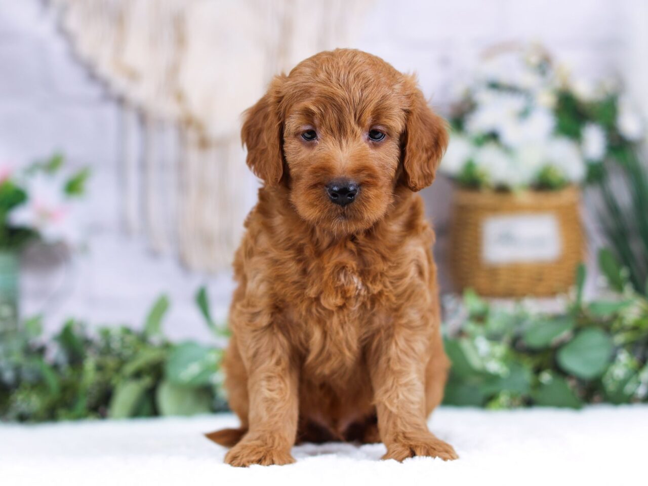 Mini Goldendoodle Puppy