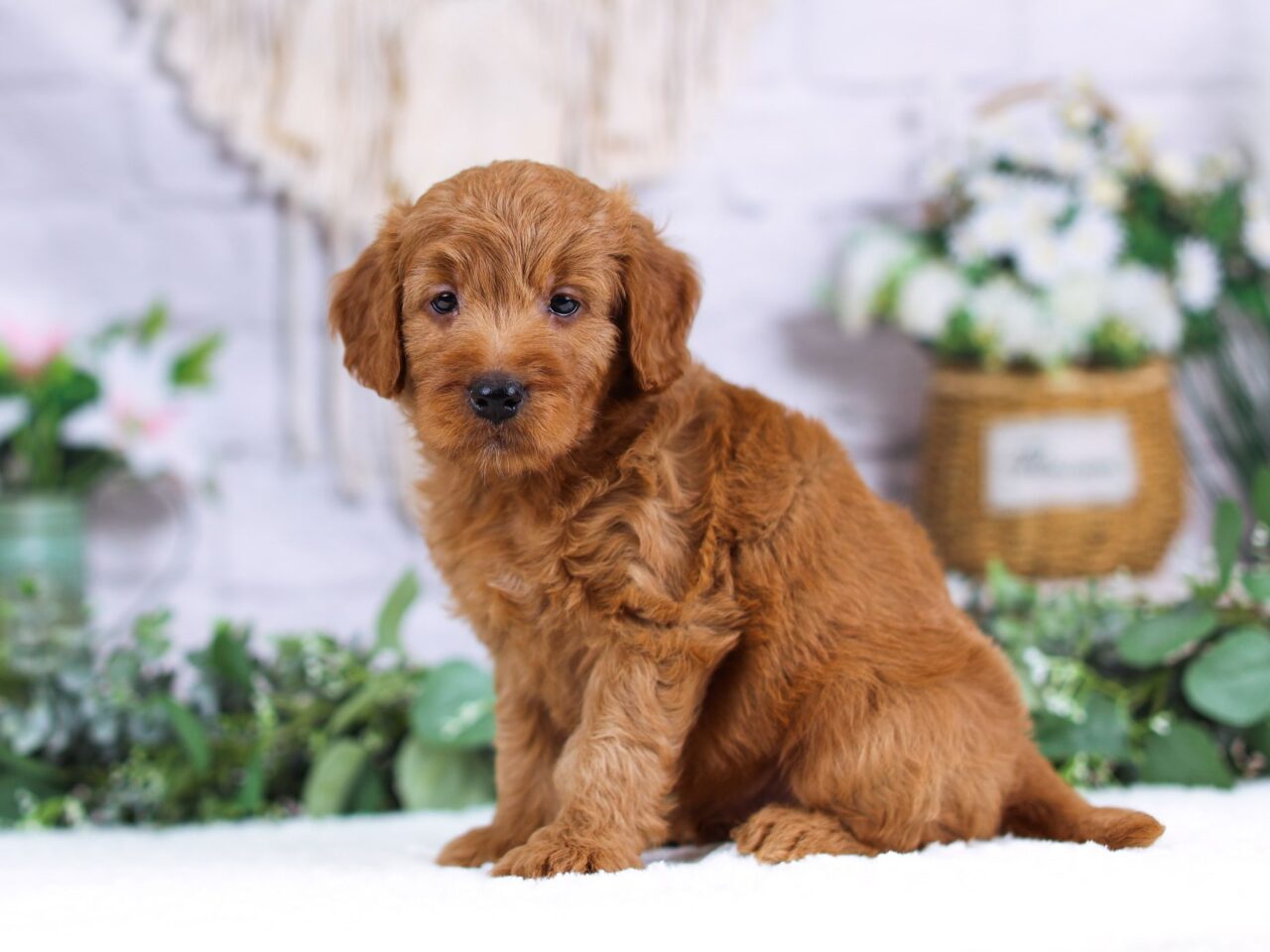 Mini Goldendoodle Puppy