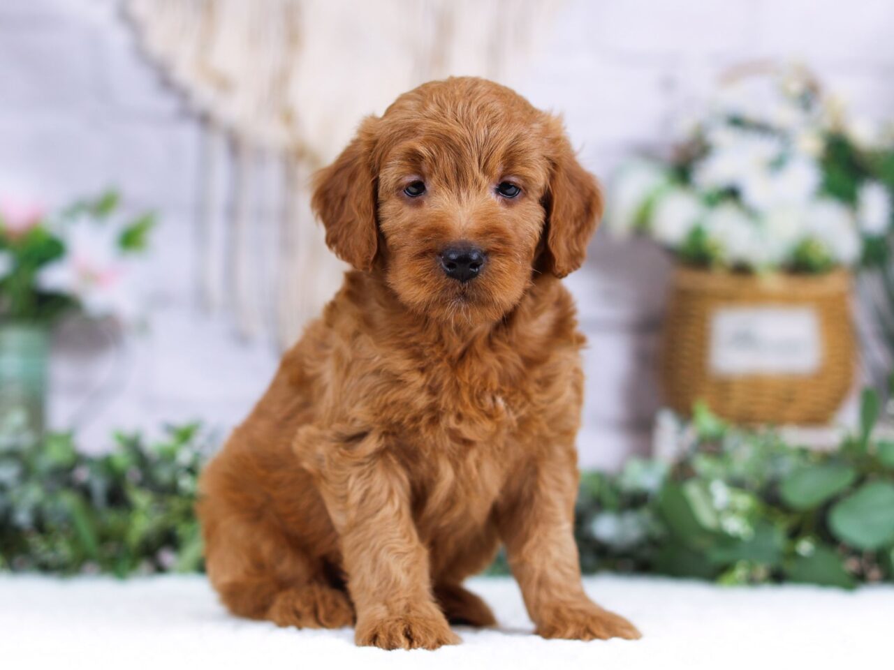 Mini Goldendoodle Puppy