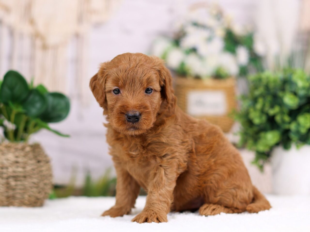 Mini Goldendoodle Puppy