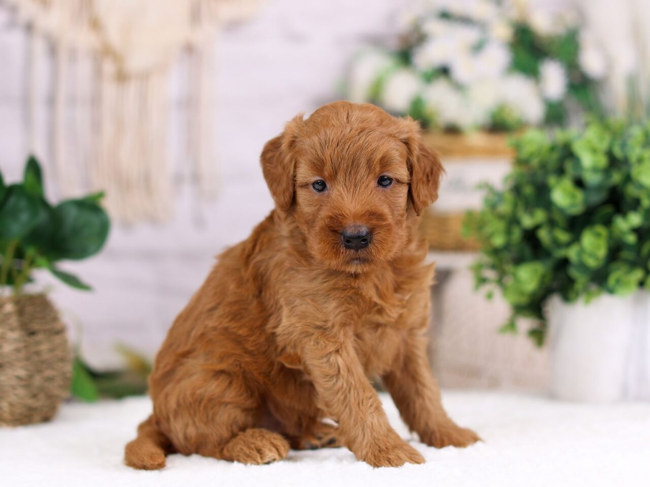 Mini Goldendoodle Puppy