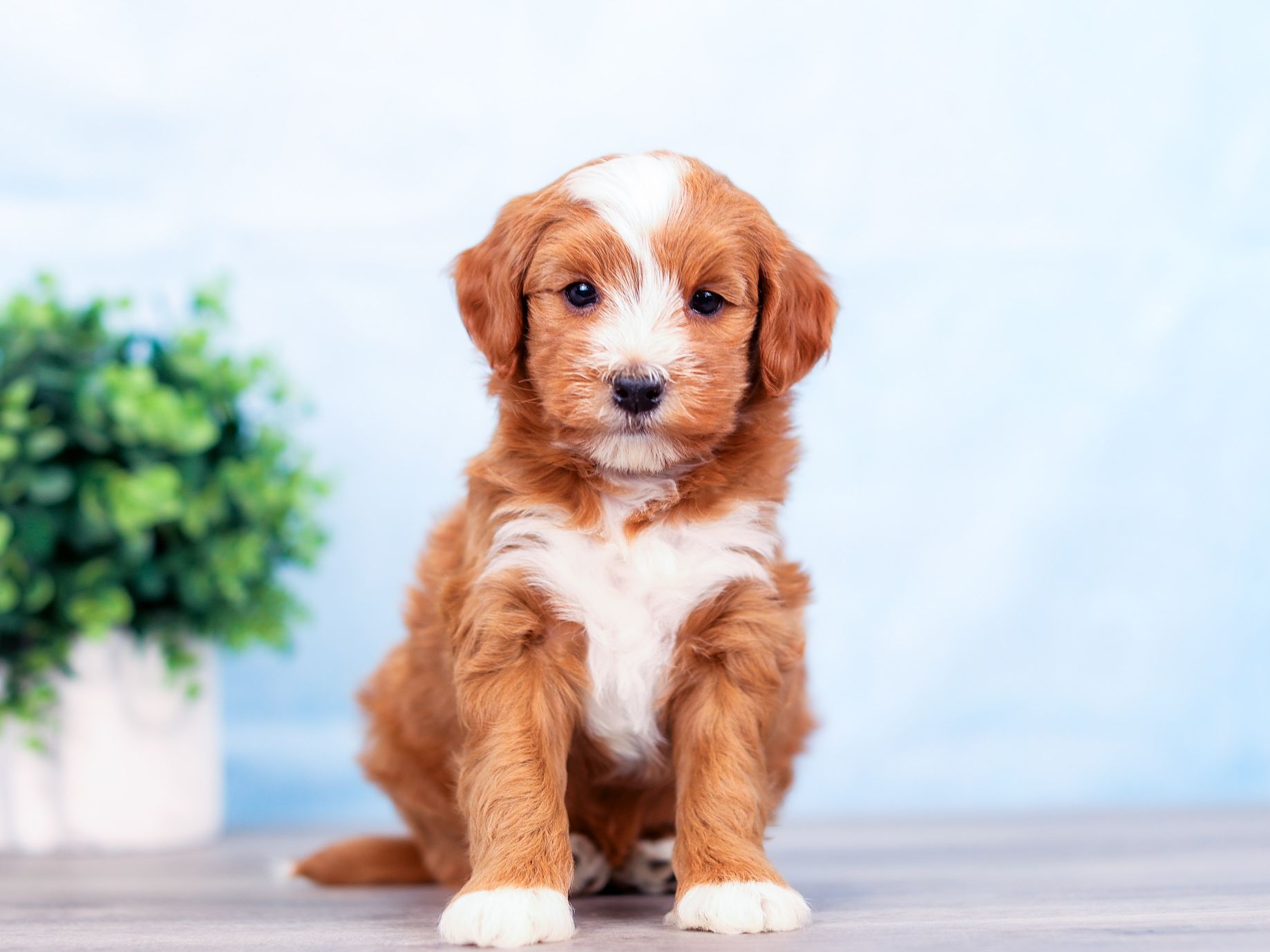 Hunter the puppy