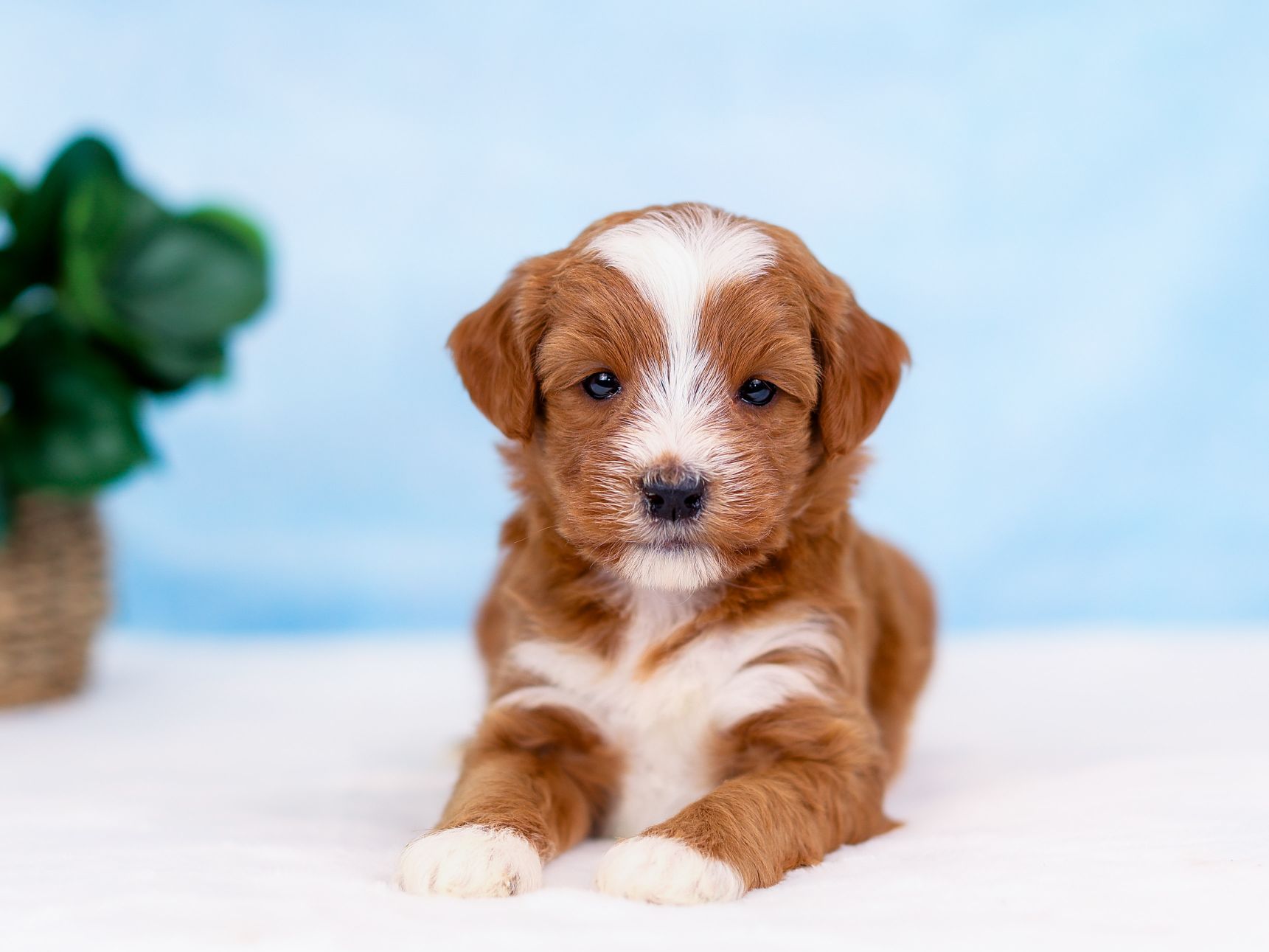 Hunter the puppy