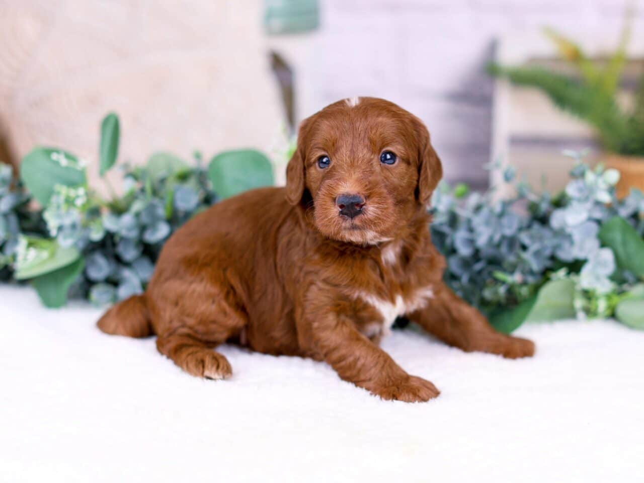 Mini Goldendoodle Puppy For Sale