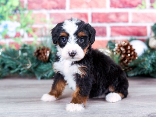 Tri-color Bernedoodle puppy sitting in front of a red brick wall