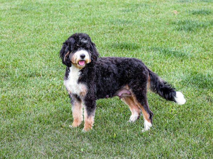 Tri-color Mini Bernedoodle