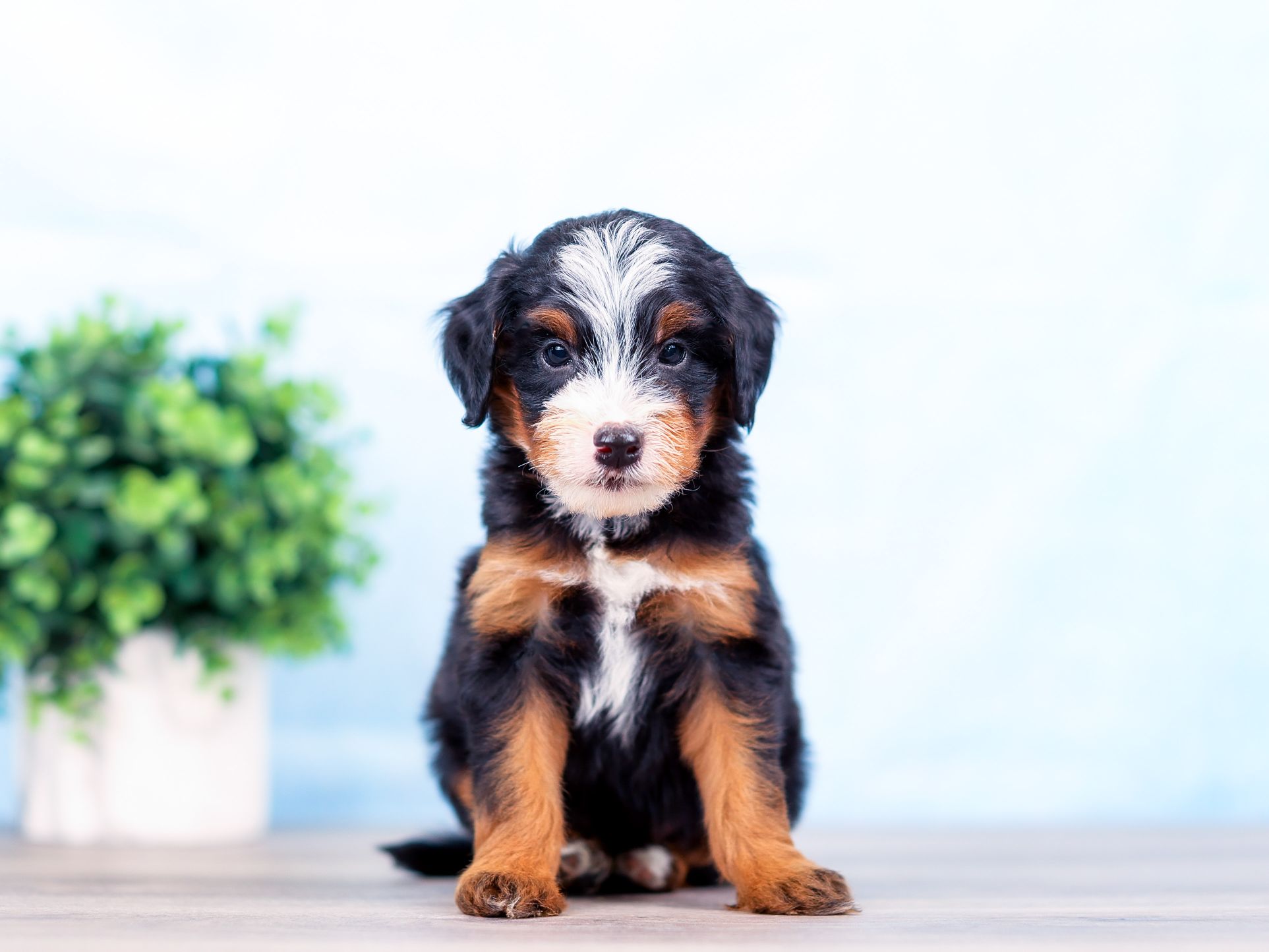 Leo the puppy