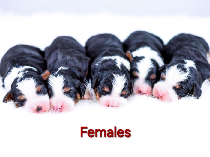 Maisy & Rev's Litter - Image 2