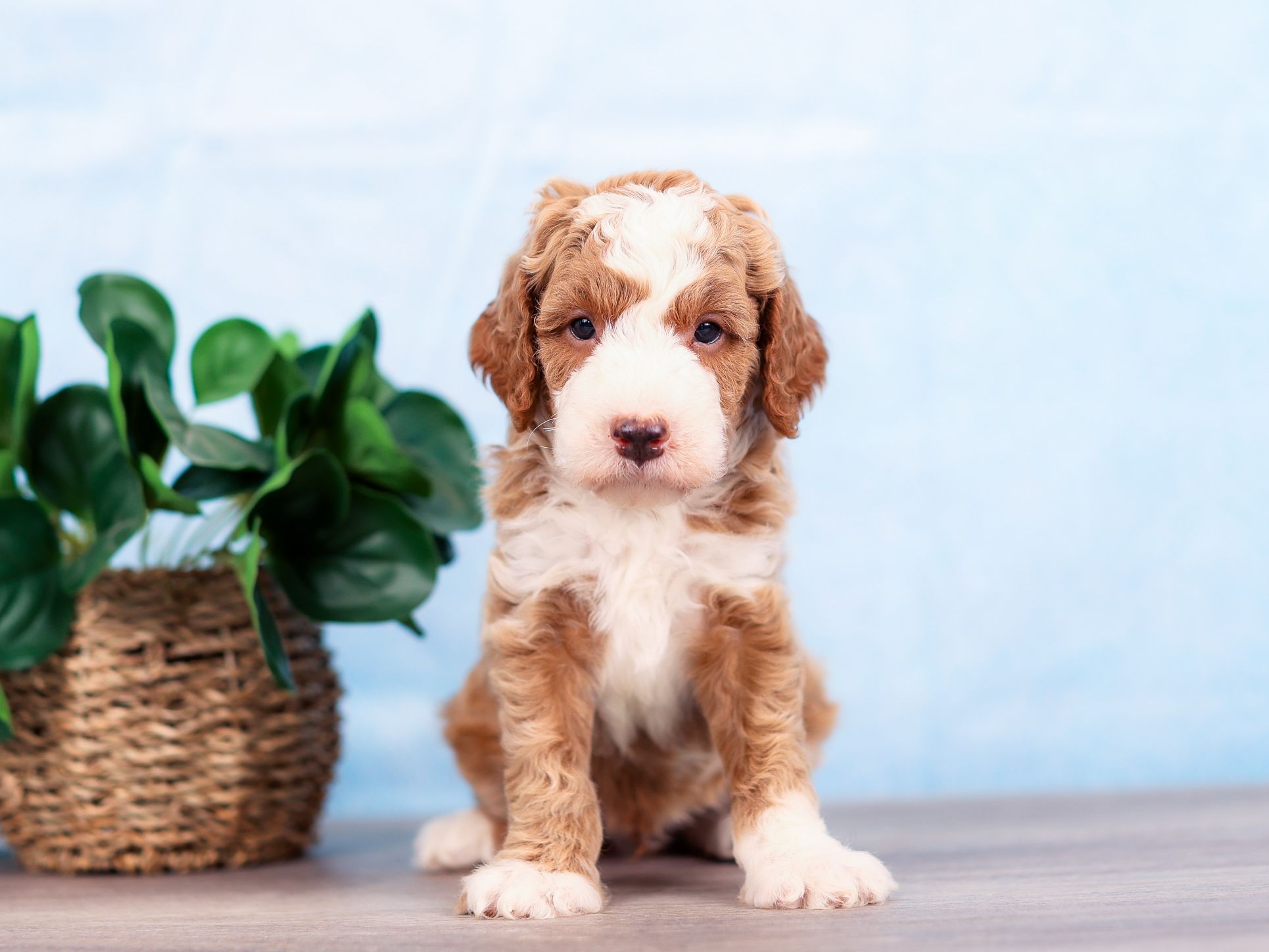 Lincoln the puppy