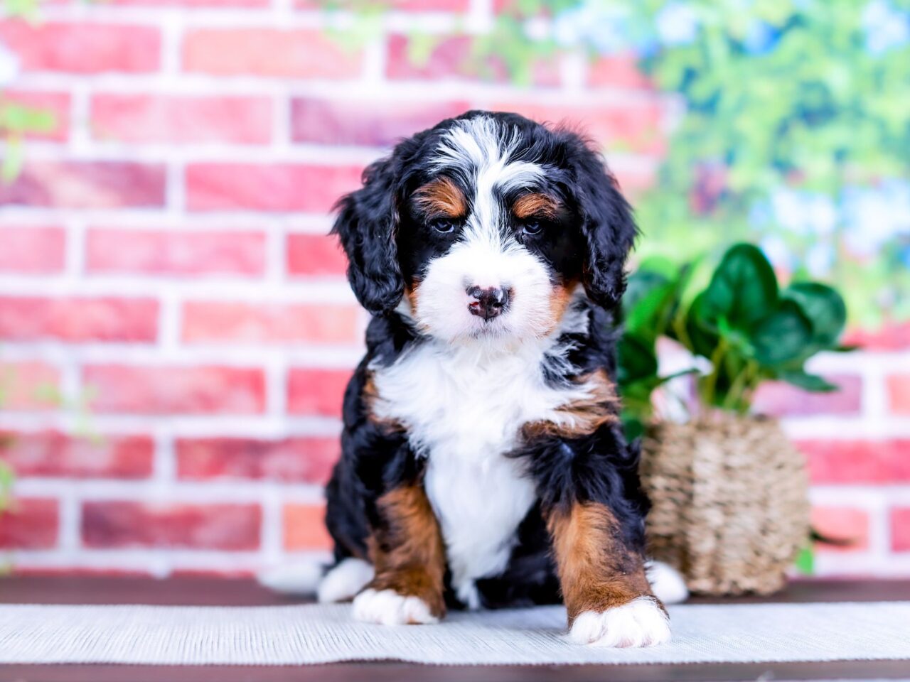 Mini Bernedoodle puppy