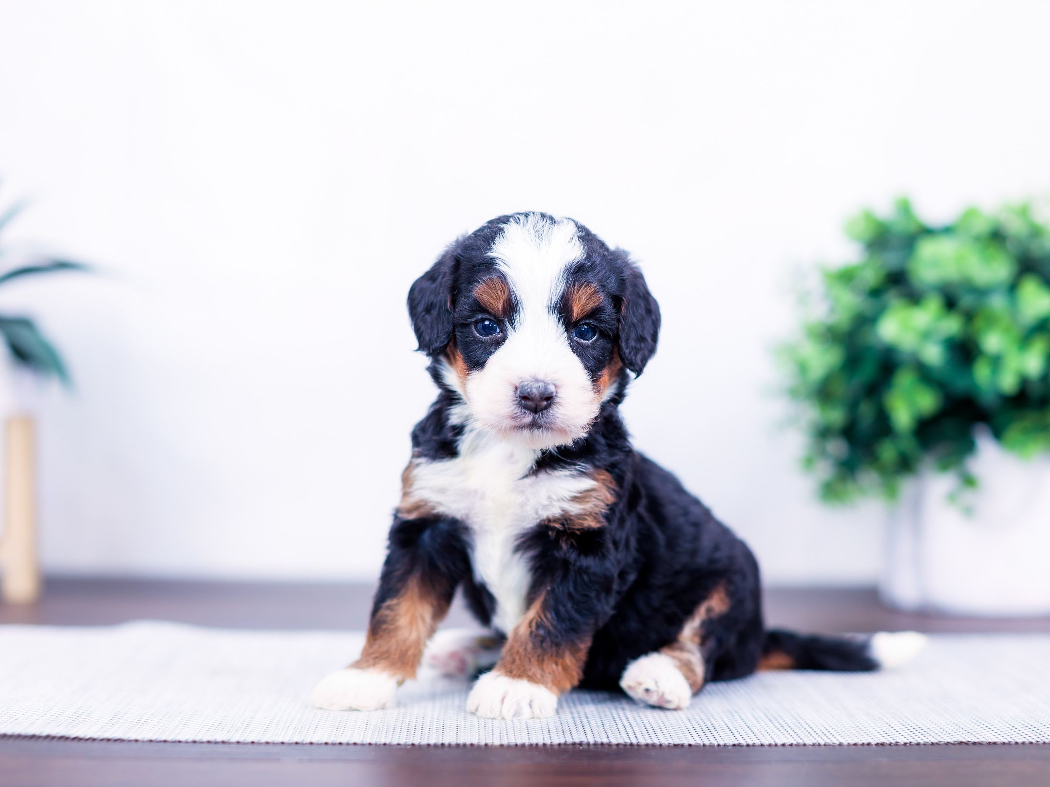 maggie (3) Maggie the puppy