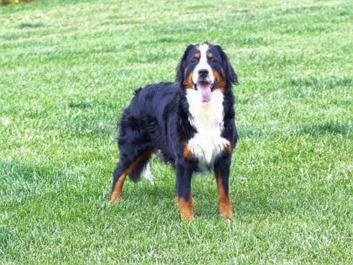 Maisy Bernese Mountain Dog