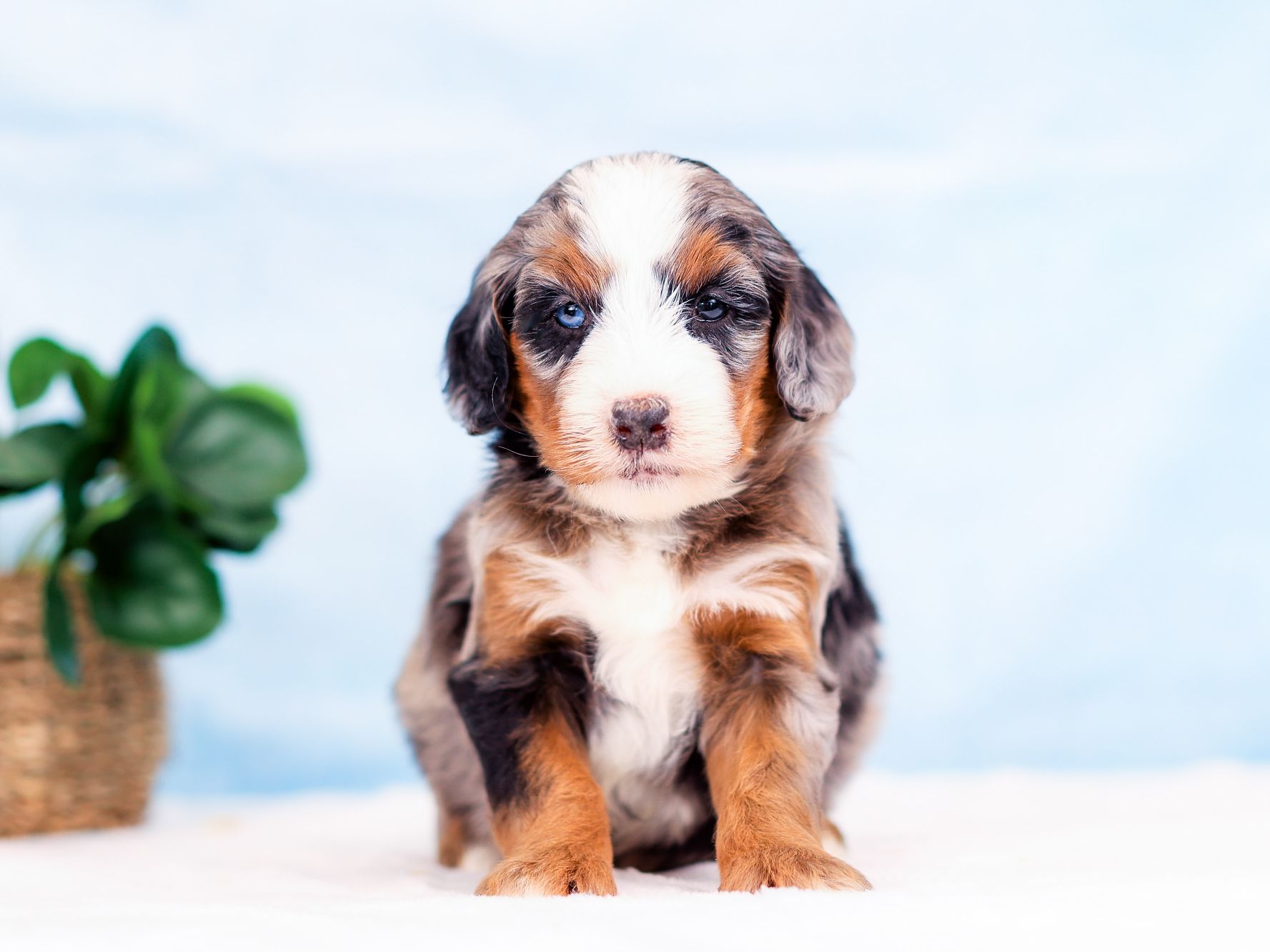Maple the puppy