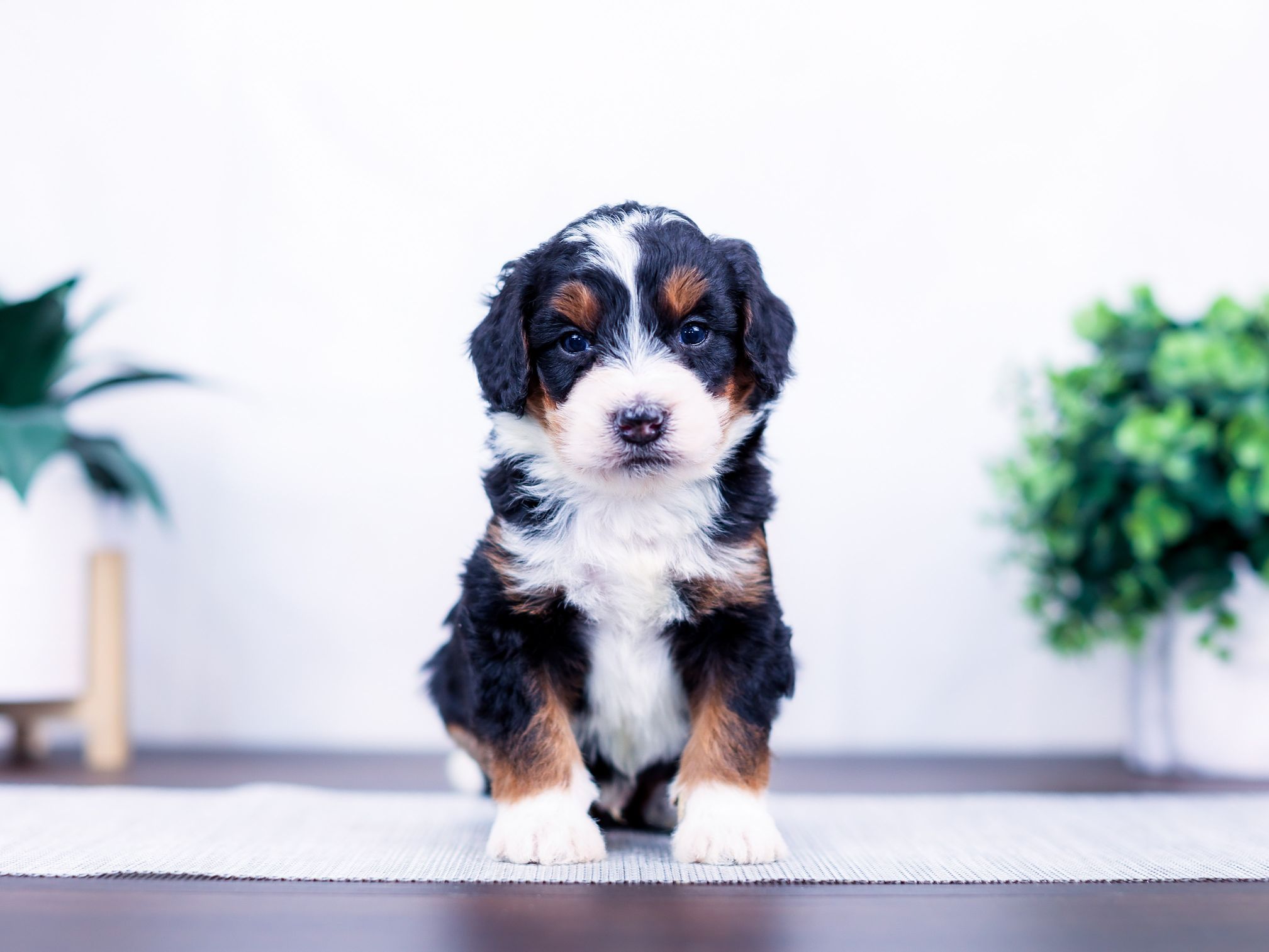 matteo (3) Matteo the puppy