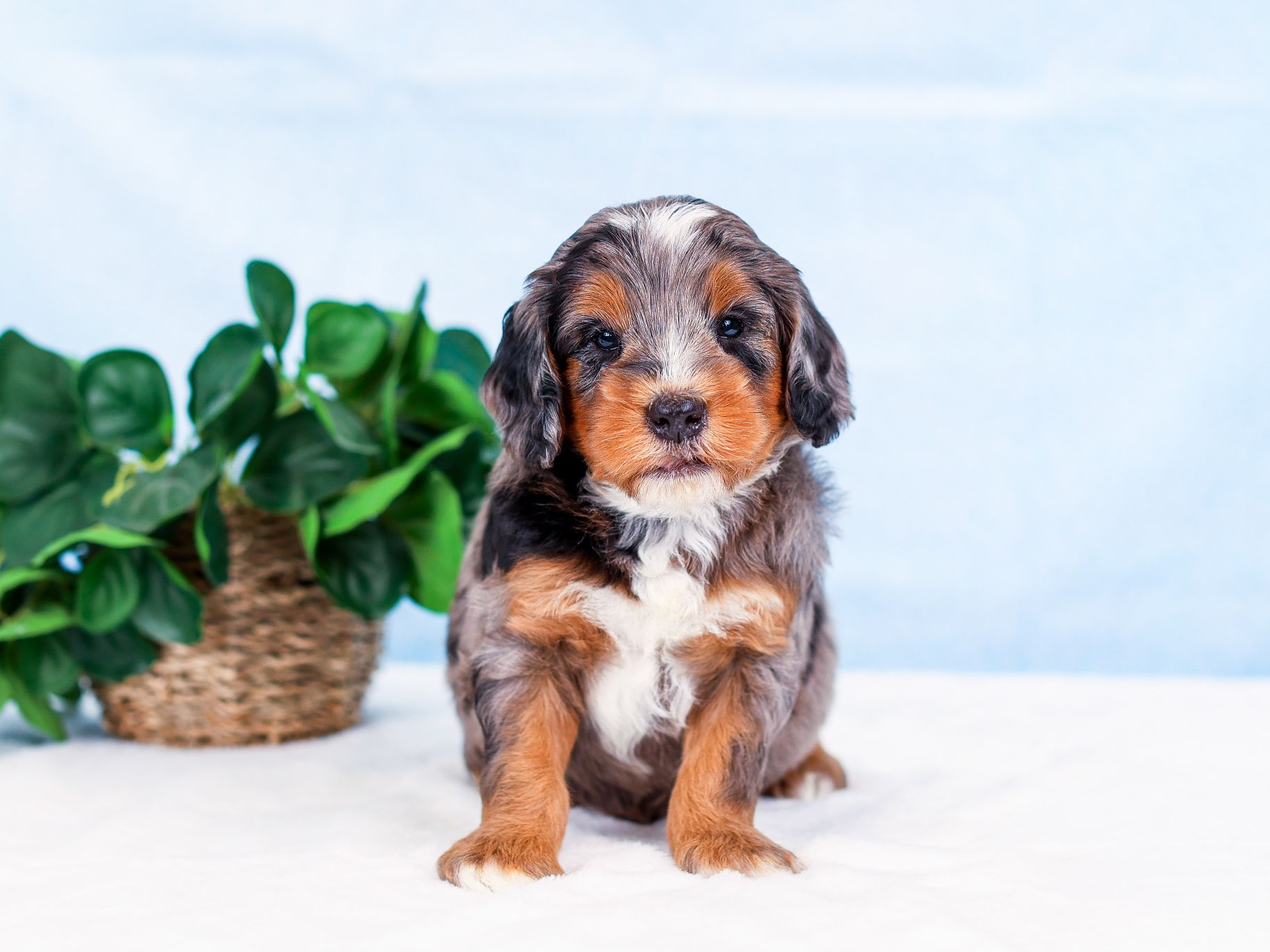 Max the puppy