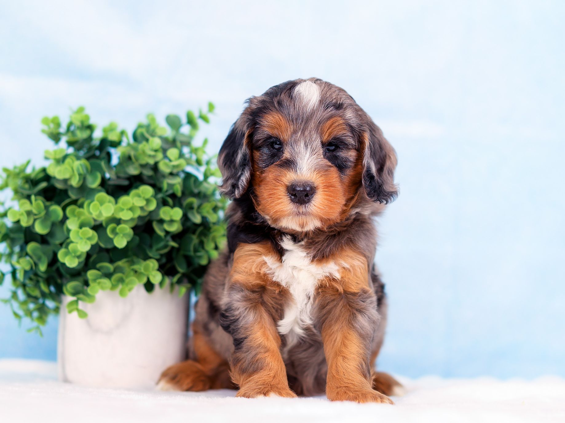 Max the puppy