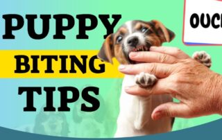 7 Tips to Stop Puppies From Biting