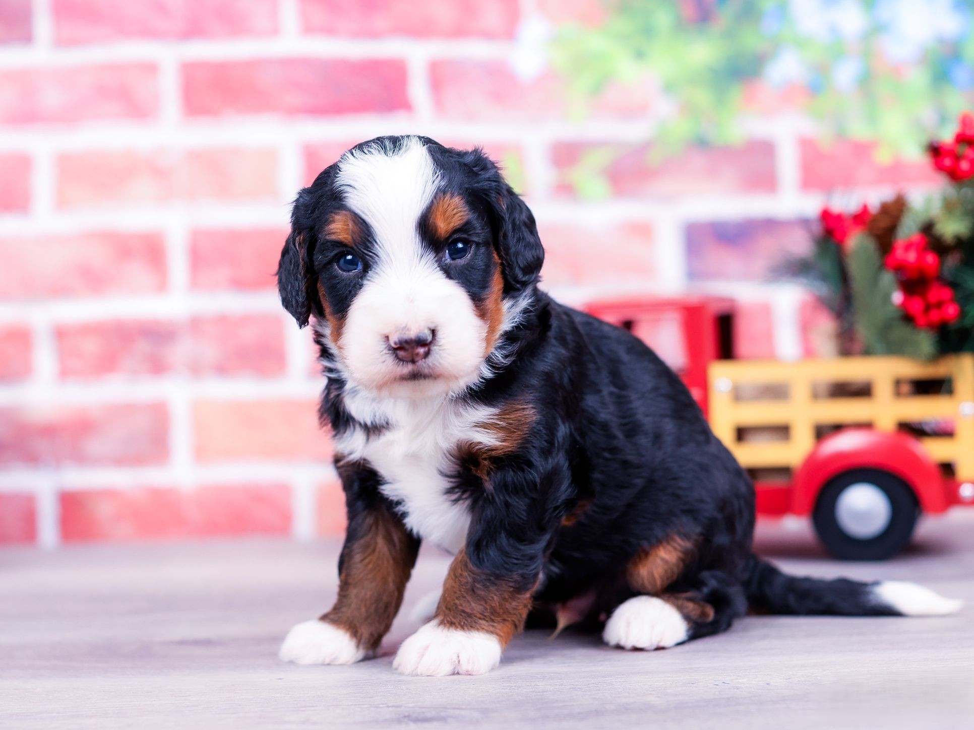 maxxy (2) Maxxy the puppy