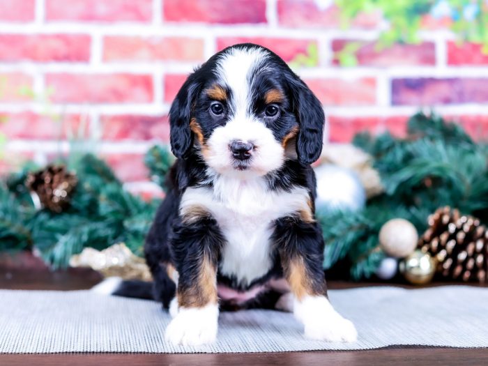 Bernedoodle puppy