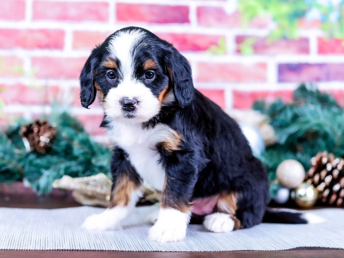 Bernedoodle puppy