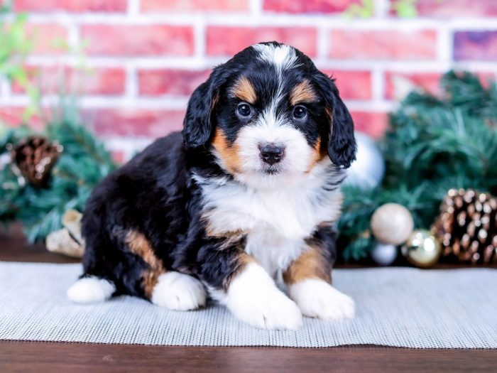 Bernedoodle puppy