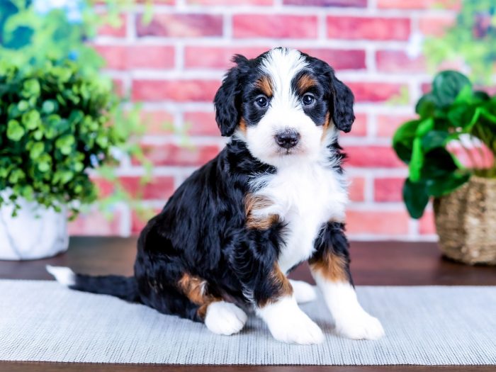 Bernedoodle Puppy