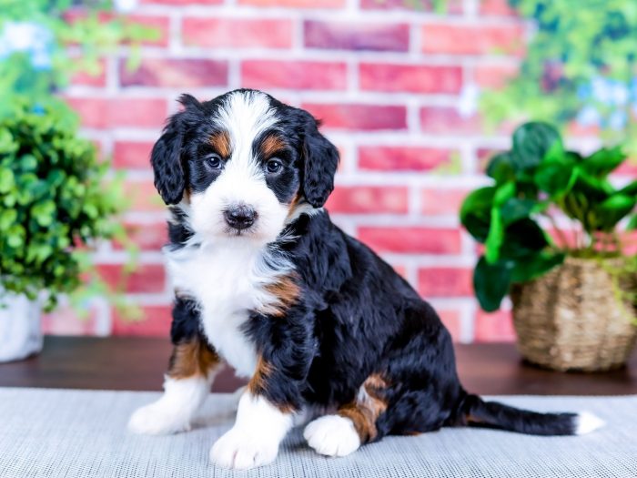Bernedoodle Puppy